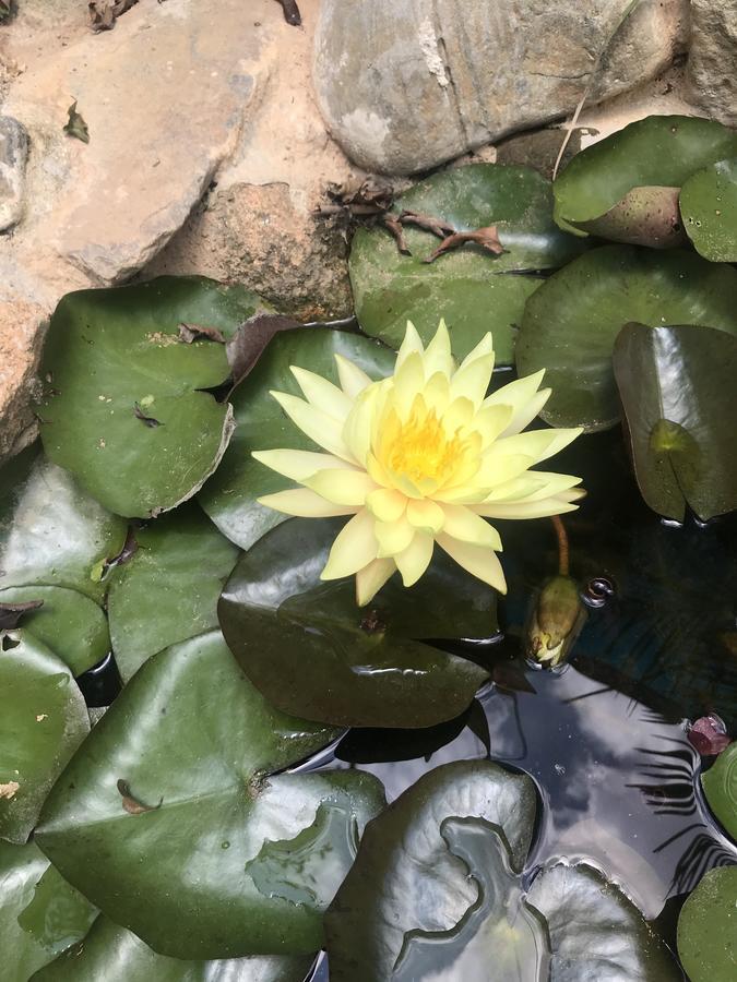 De Daisy Villa Homestay Dalat Luaran gambar