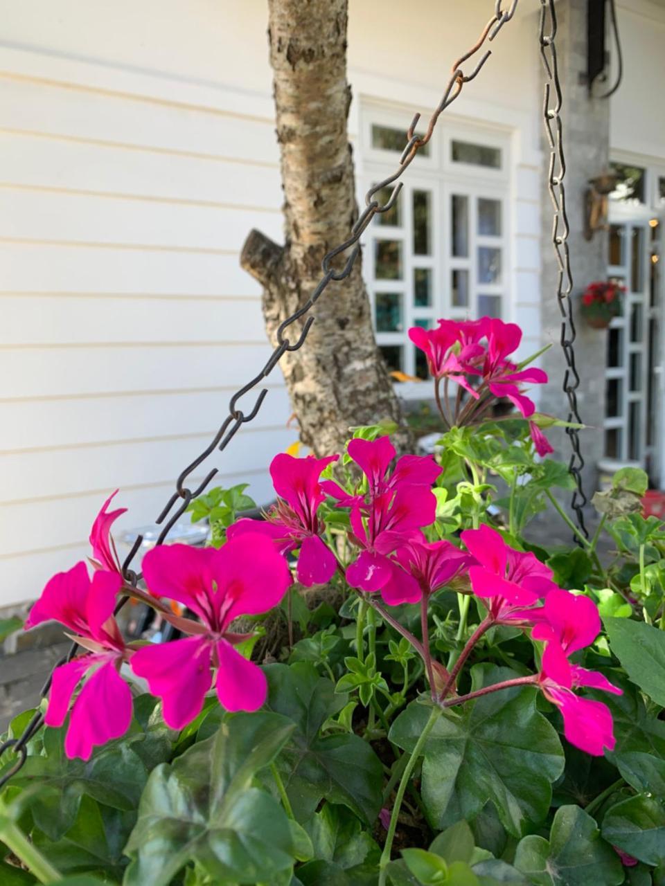 De Daisy Villa Homestay Dalat Luaran gambar